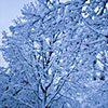 Of snow Kozue