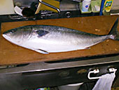 Natural yellowtail from Japan Sea